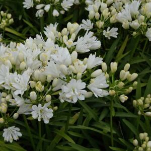 Agapanthus 'Double Diamond' ® ---